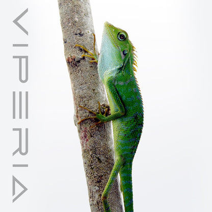 Maned Forest Lizard