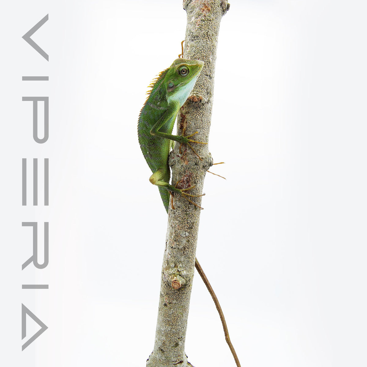 Maned Forest Lizard