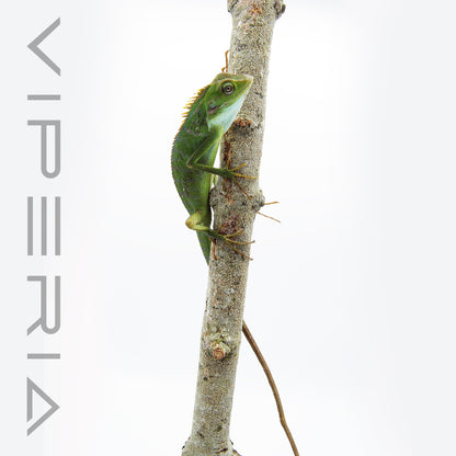 Maned Forest Lizard
