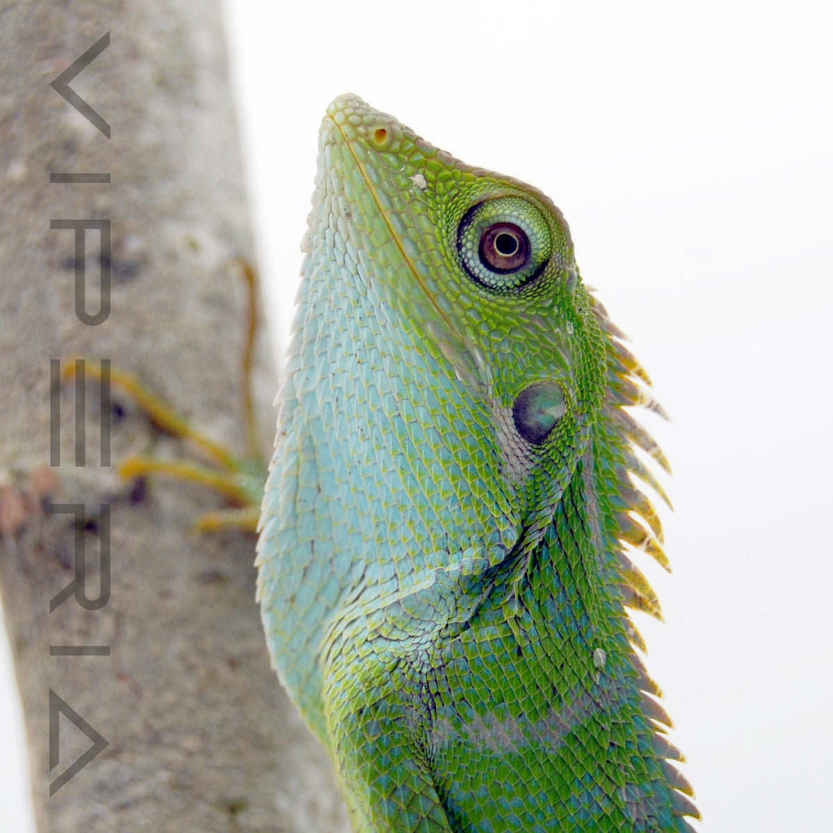 Maned Forest Lizard