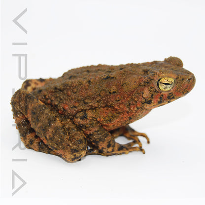 Asian Giant Toad