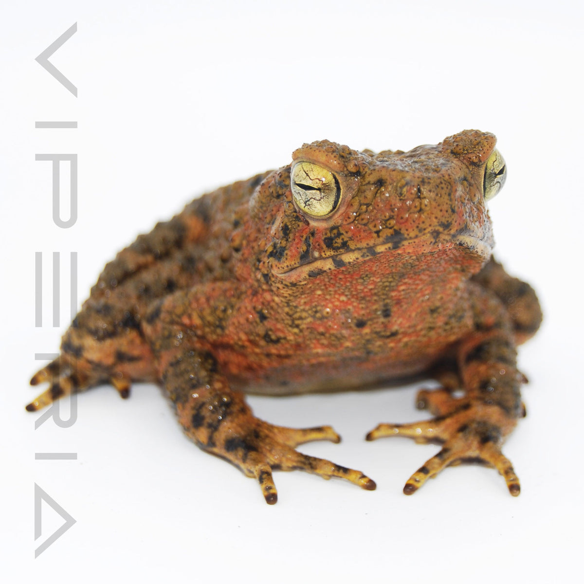 Asian Giant Toad
