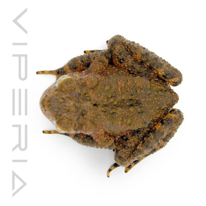 Asian Giant Toad