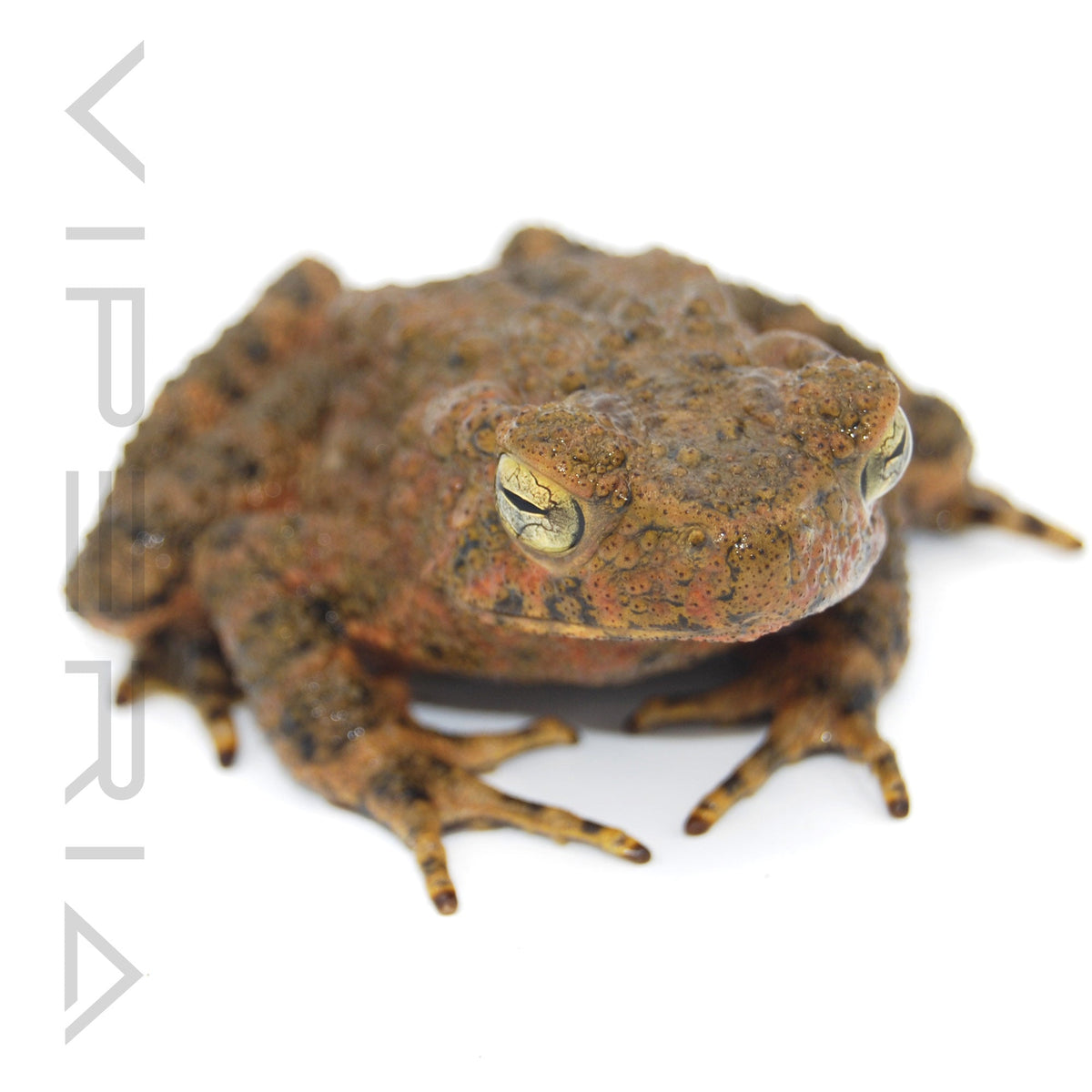 Asian Giant Toad