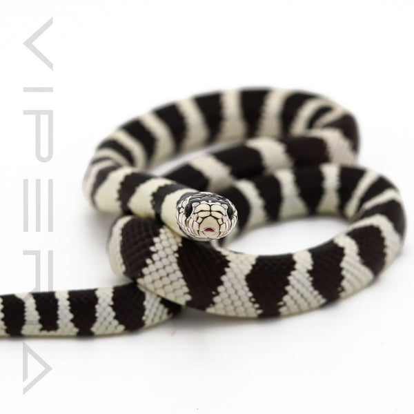 Californian Kingsnake