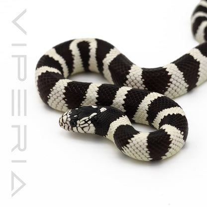 Californian Kingsnake