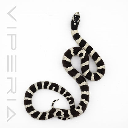 Californian Kingsnake