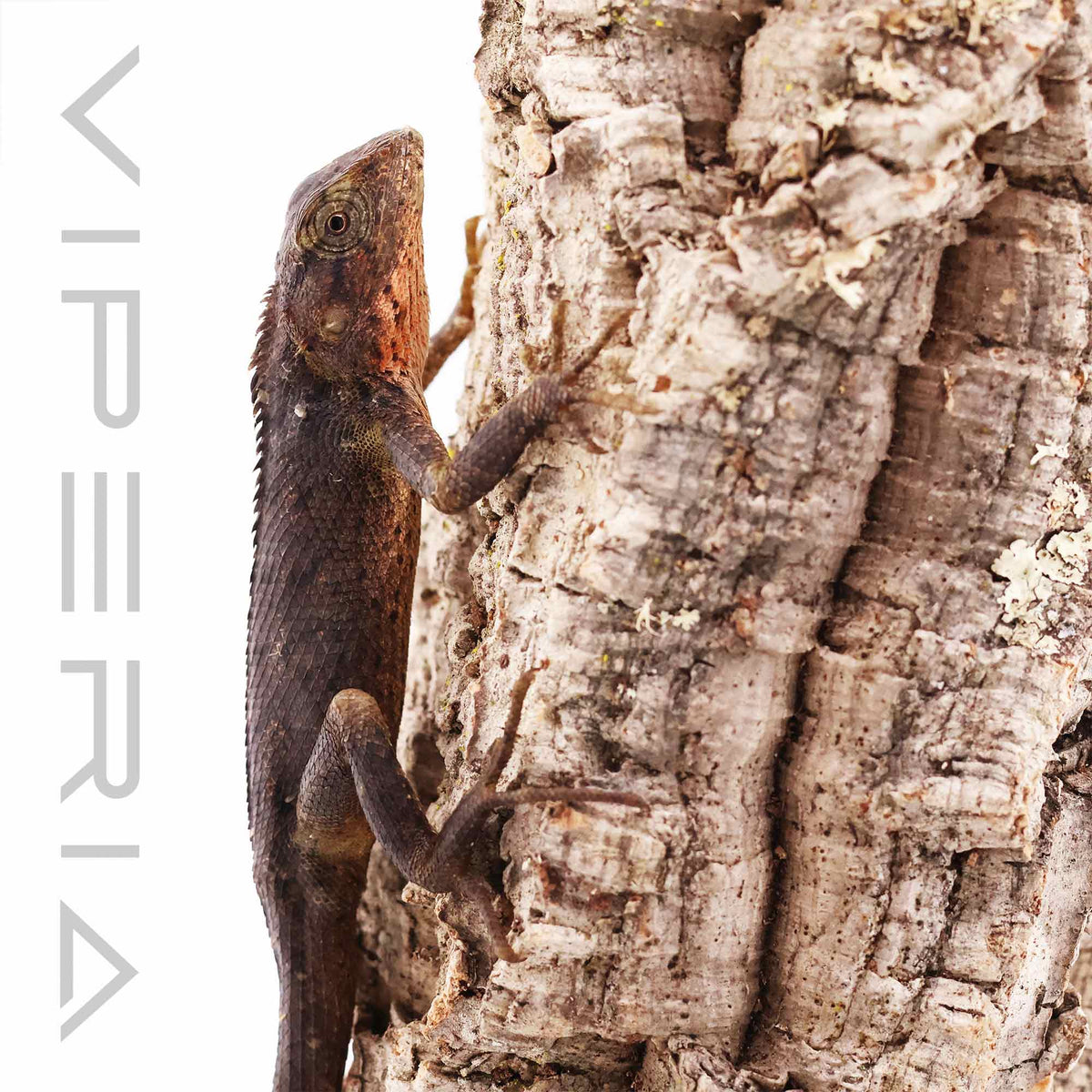 Oriental Garden Lizard