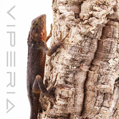 Oriental Garden Lizard