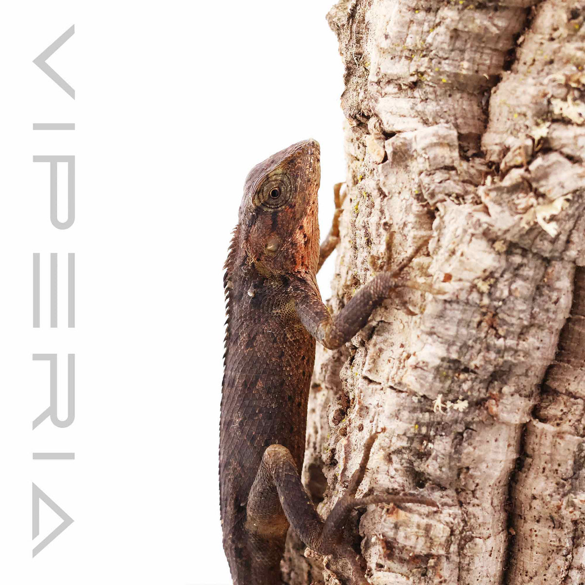 Oriental Garden Lizard