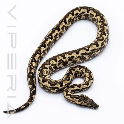 Solomon Island Ground Boa