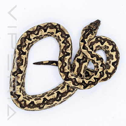 Solomon Island Ground Boa