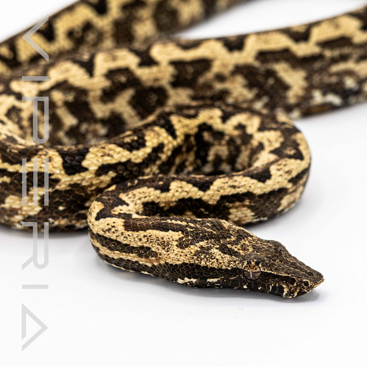 Solomon Island Ground Boa