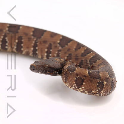 Papuan Ground Boa