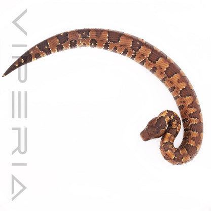 Papuan Ground Boa