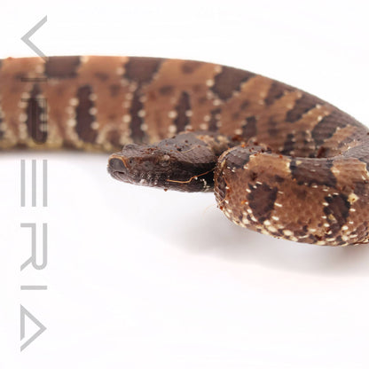Papuan Ground Boa