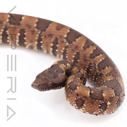 Papuan Ground Boa