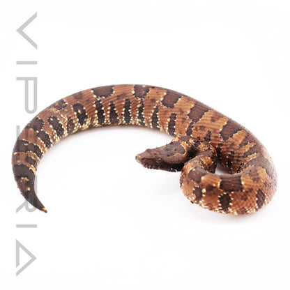 Papuan Ground Boa