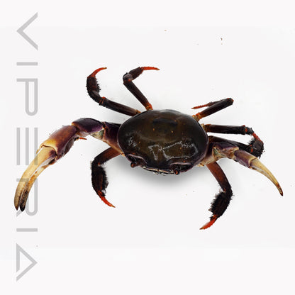 Brown land crab