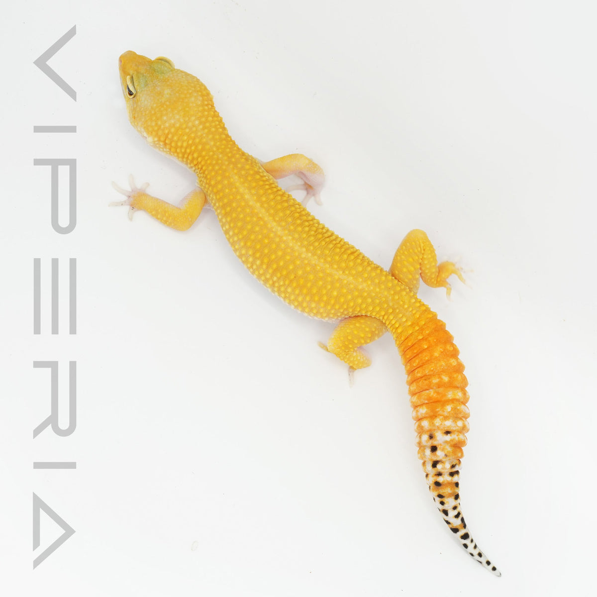 Carrot Tail Leopard Gecko