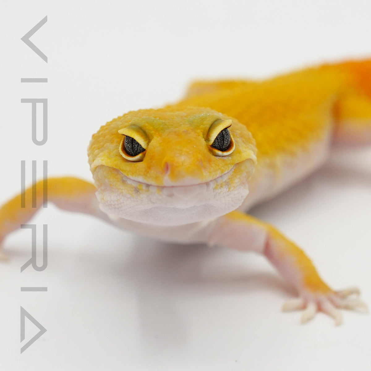 Carrot Tail Leopard Gecko