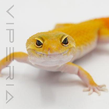 Carrot Tail Leopard Gecko
