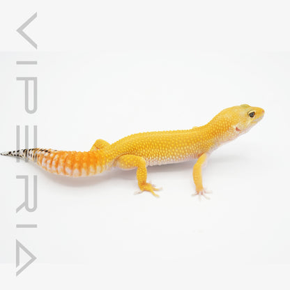 Carrot Tail Leopard Gecko