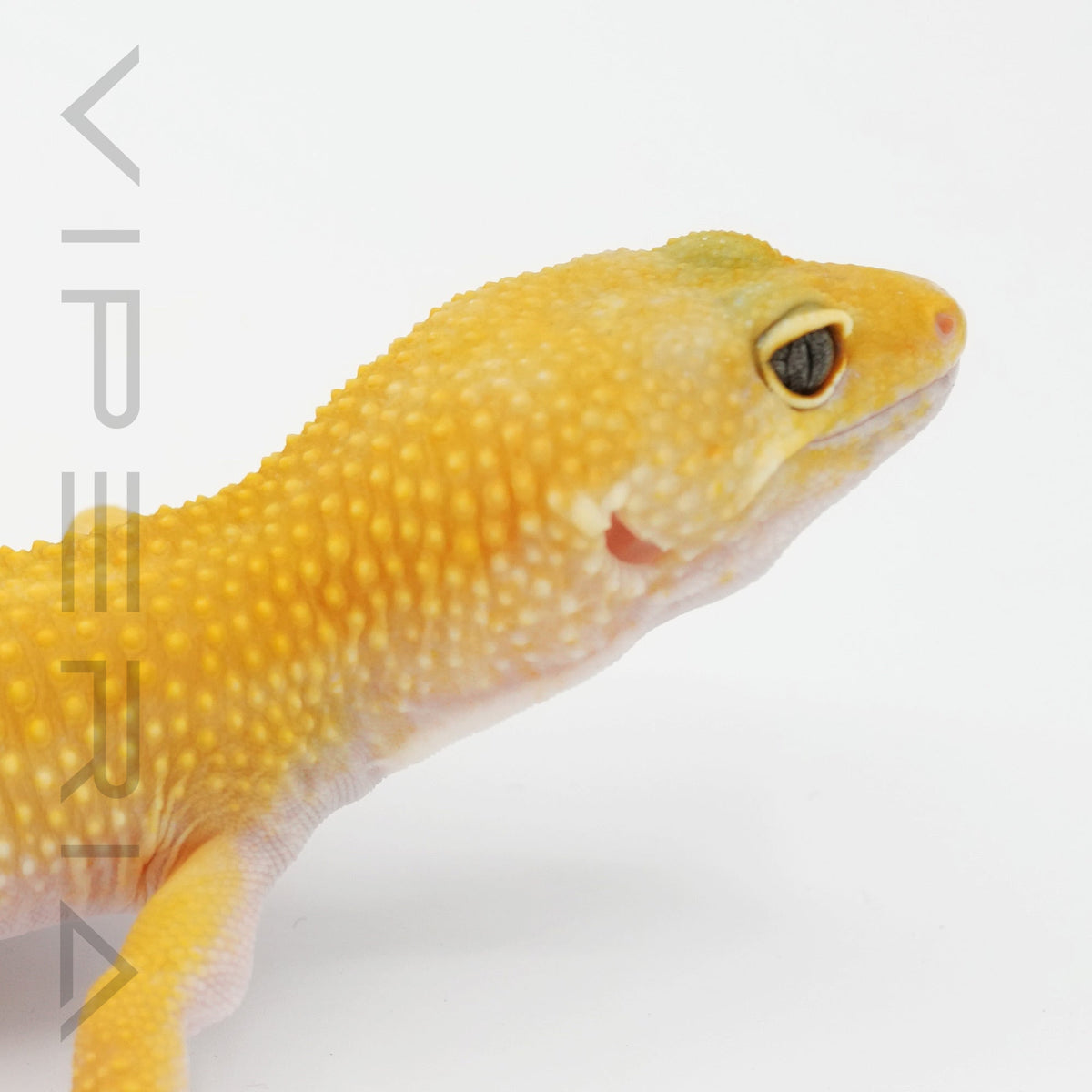 Carrot Tail Leopard Gecko