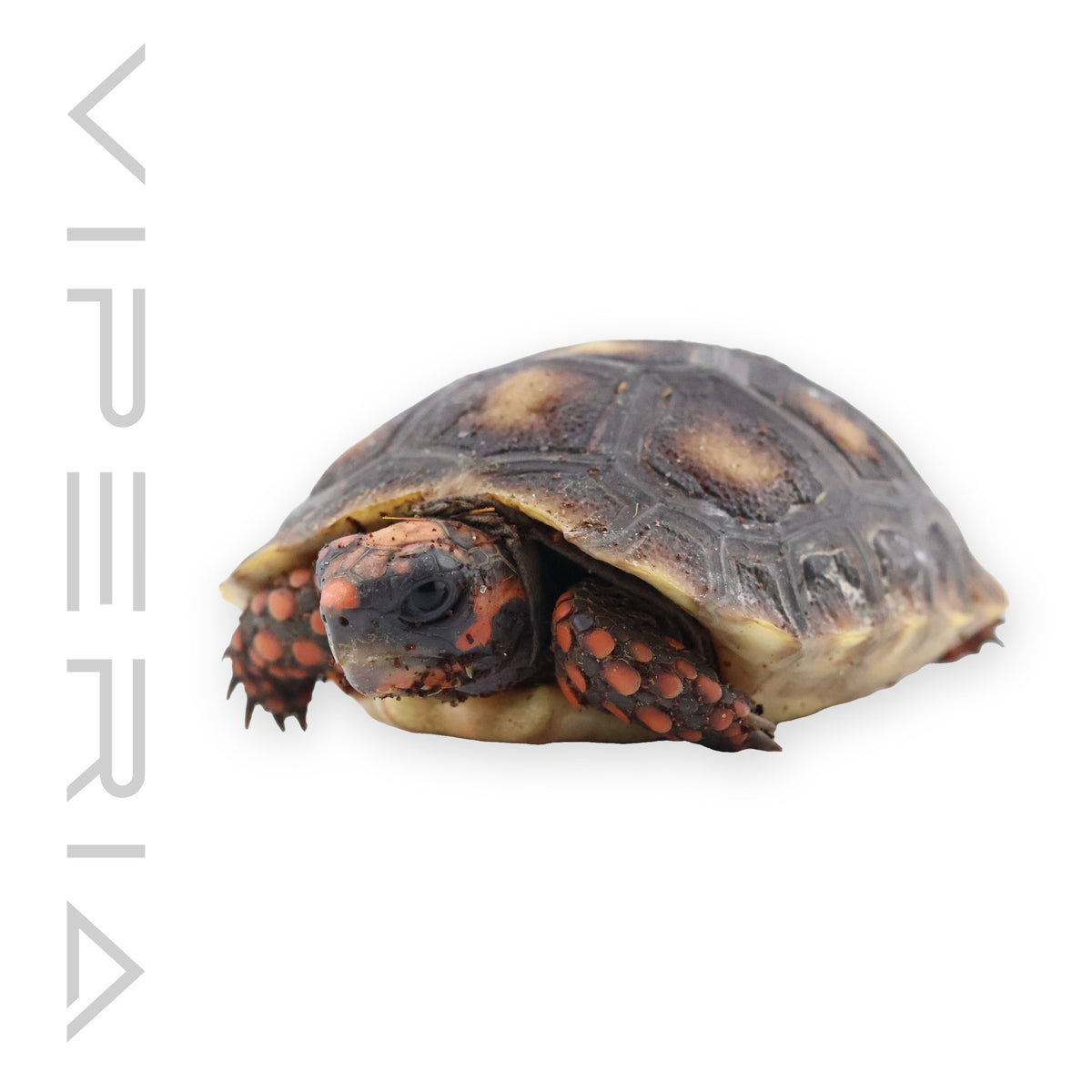 Red Footed Tortoise