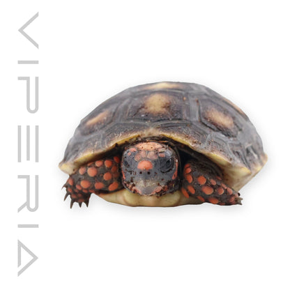 Red Footed Tortoise