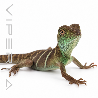 Chinese Water Dragon