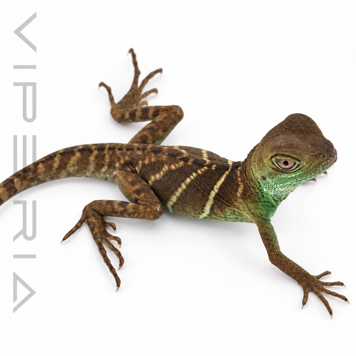 Chinese Water Dragon
