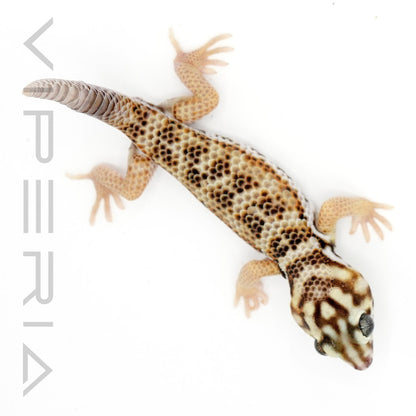 Common Wonder Gecko