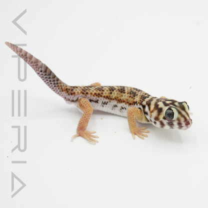Common Wonder Gecko