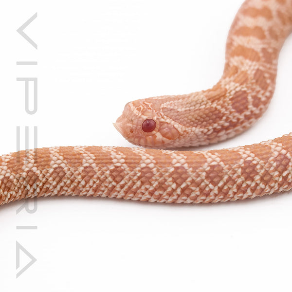 Coral 66% het Axanthic Hognose