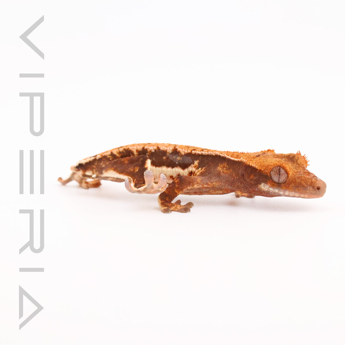 Lily White Crested Gecko