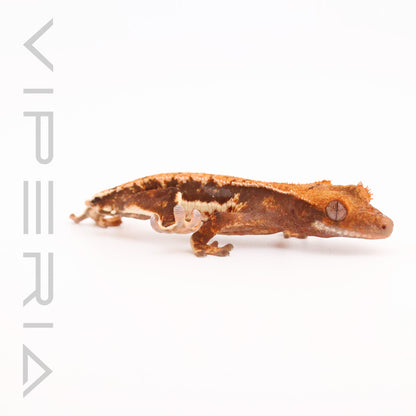 Lily White Crested Gecko