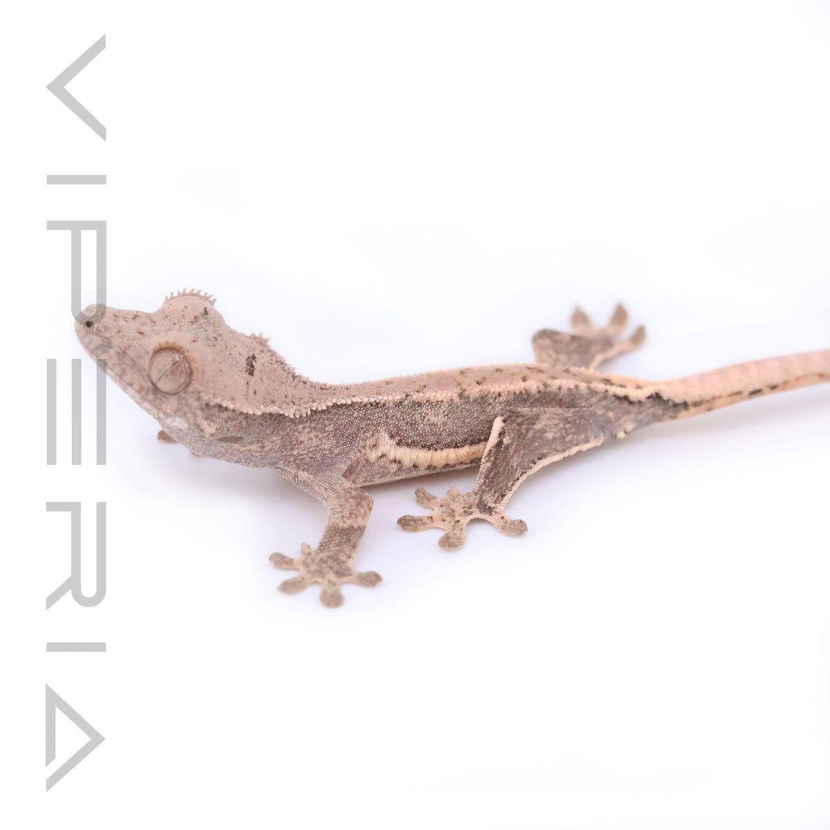 Lily White Crested Gecko
