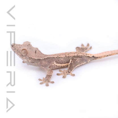 Lily White Crested Gecko