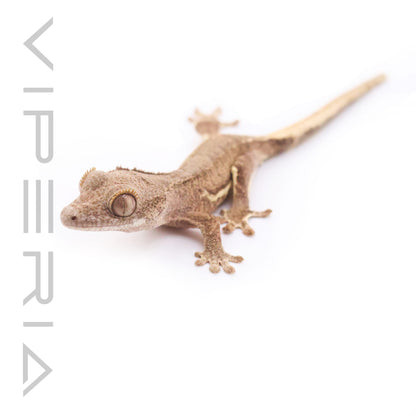 Lily White Crested Gecko