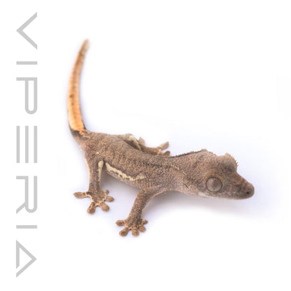 Lily White Crested Gecko
