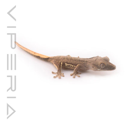 Lily White Crested Gecko