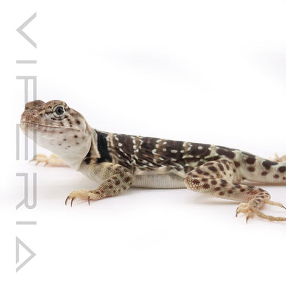 Collared Lizard