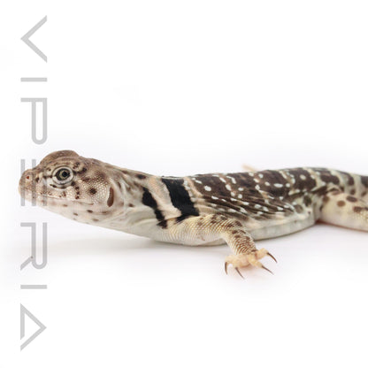 Collared Lizard
