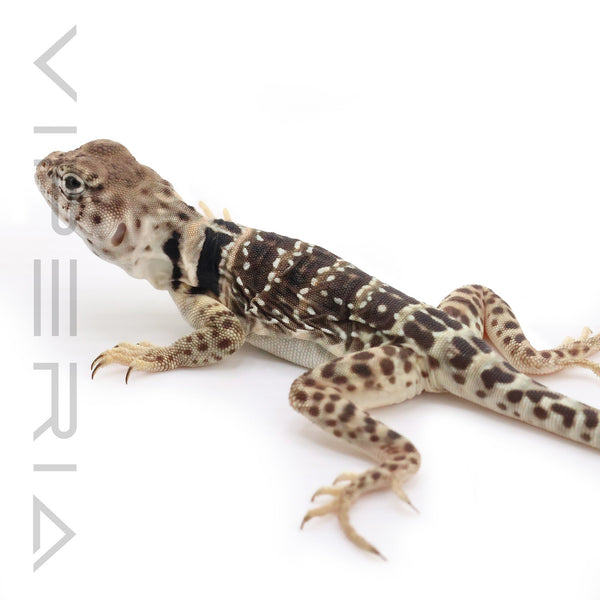 Collared Lizard