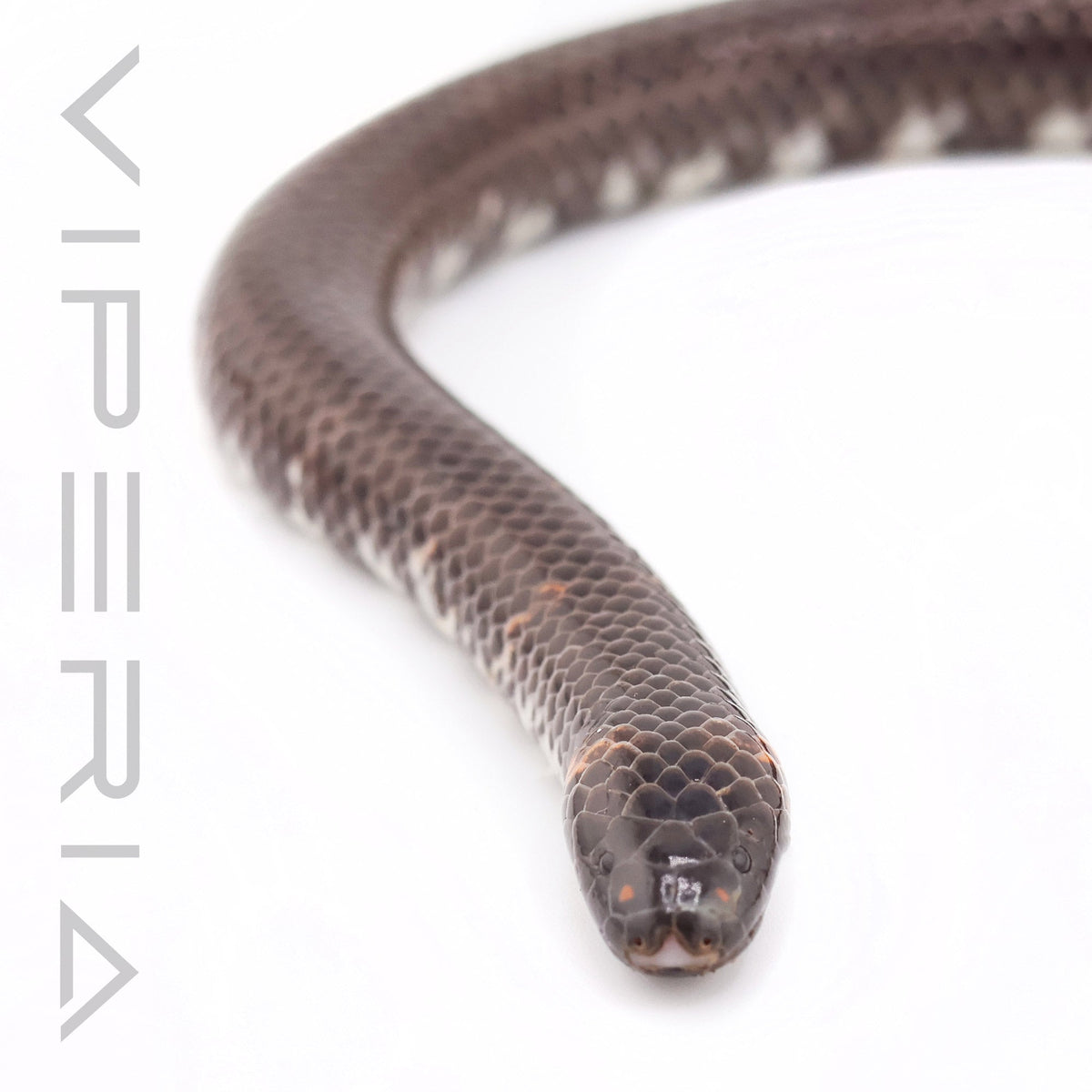 Red-tailed Pipe Snake