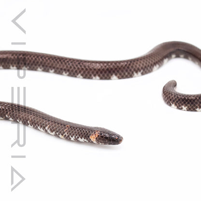 Red-tailed Pipe Snake