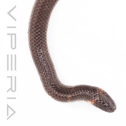 Red-tailed Pipe Snake