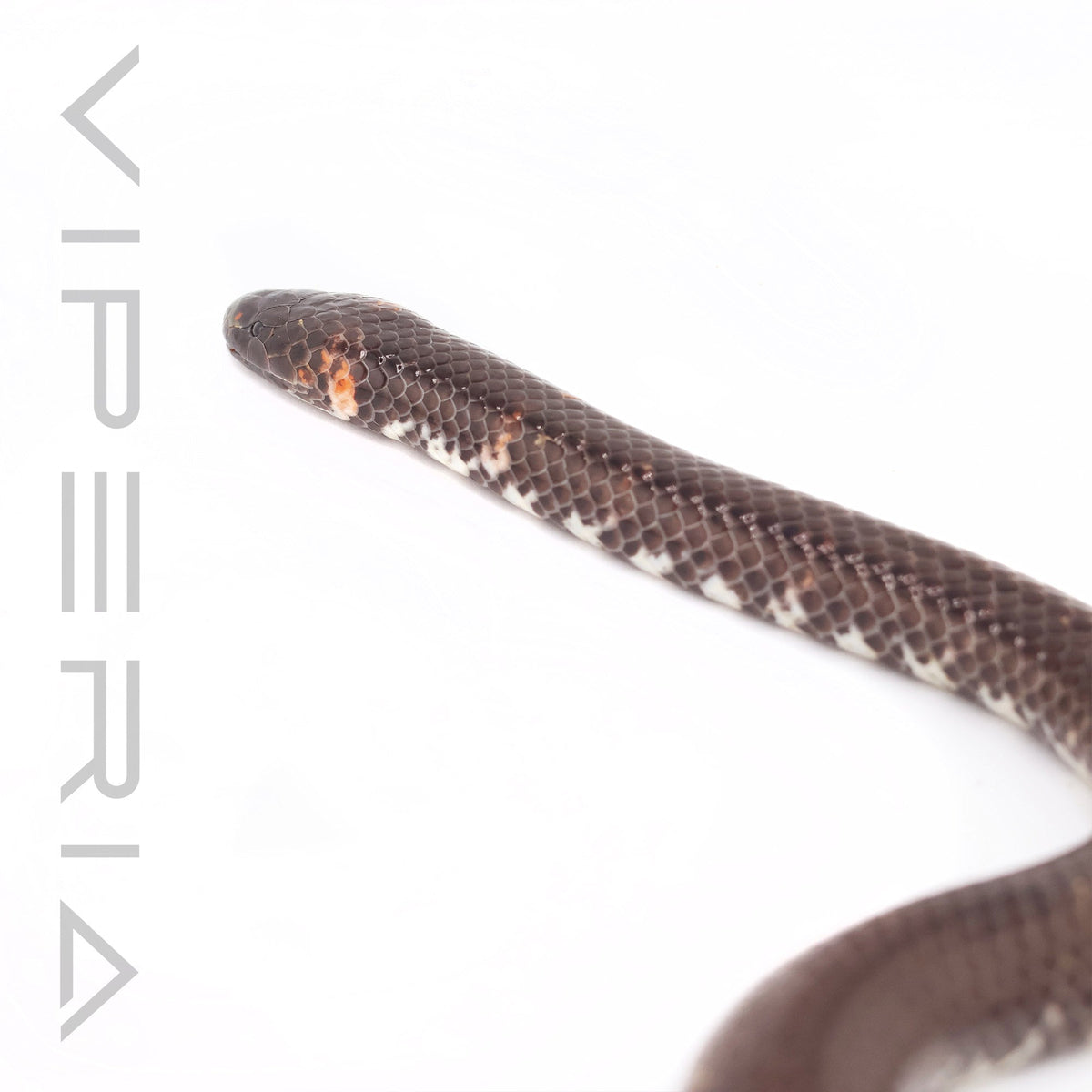 Red-tailed Pipe Snake