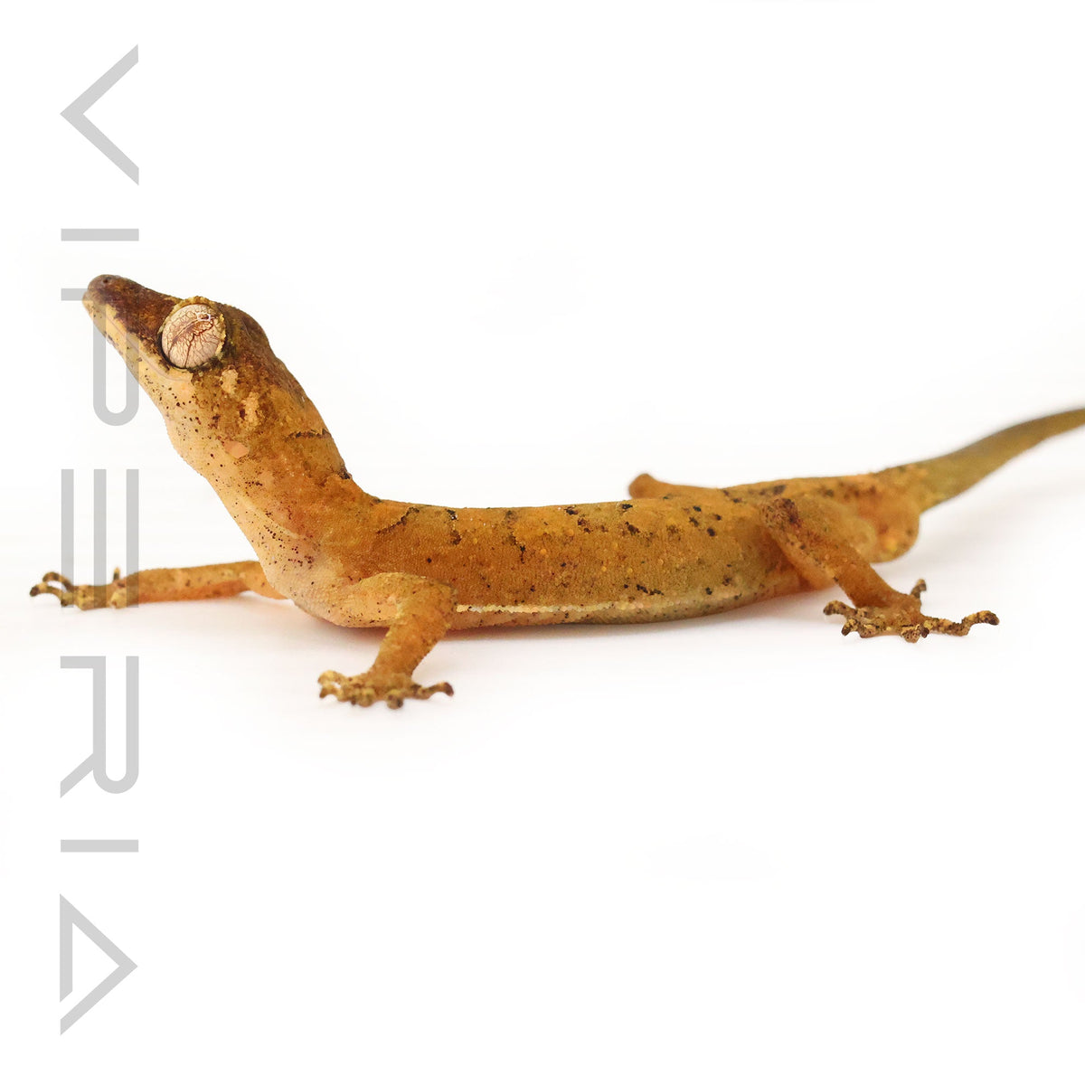 Malaysian Bent-Toed Gecko